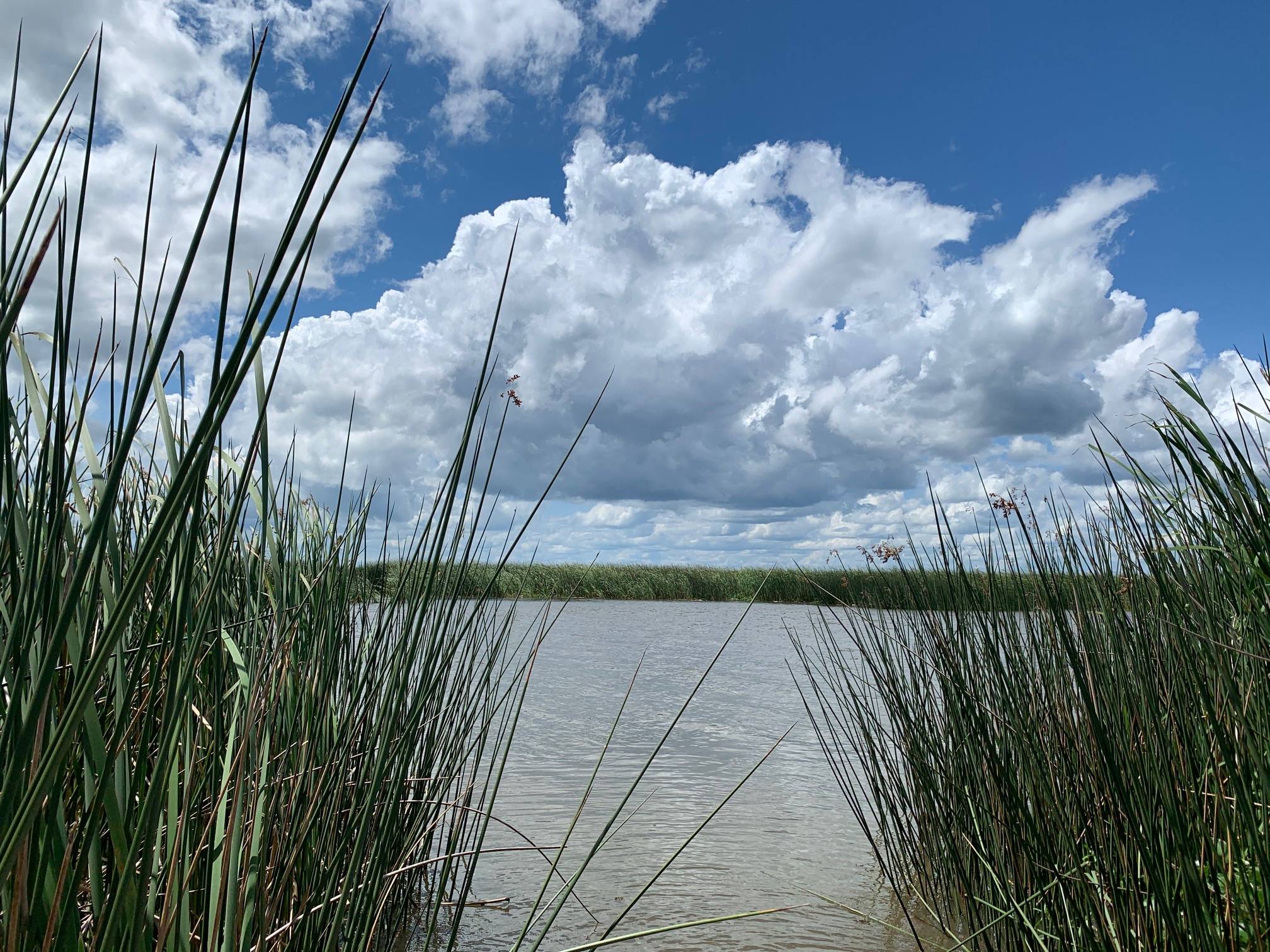 image of a Apalachicola Bay through the grass