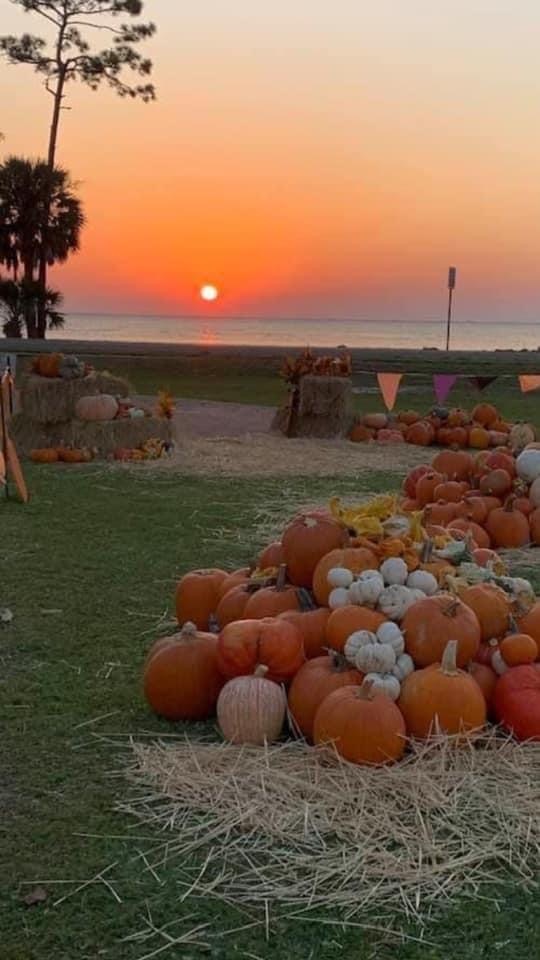 Pumpkin patch