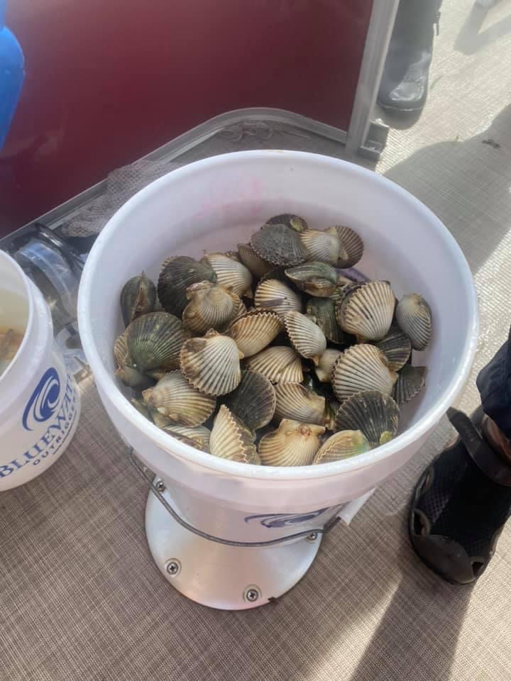 A bowl full of scallops