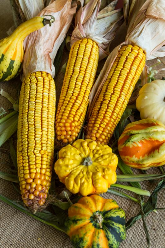 Sweet corn