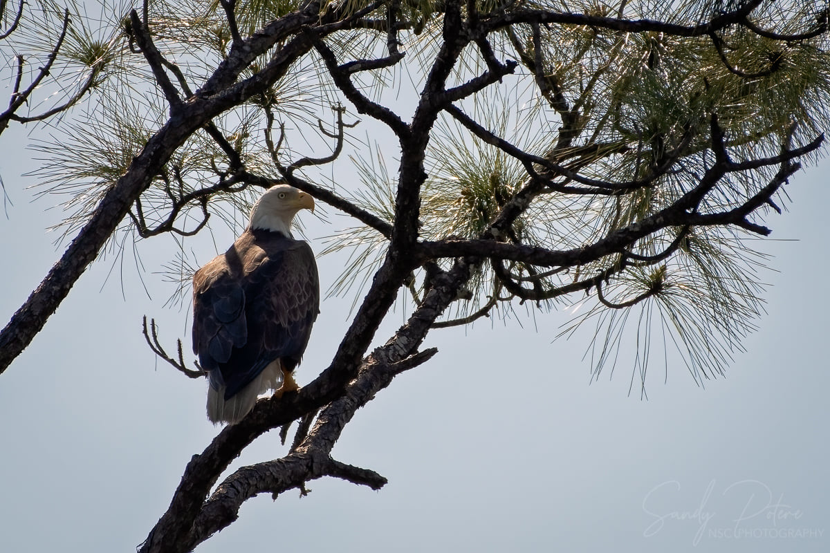 Bald Eagle