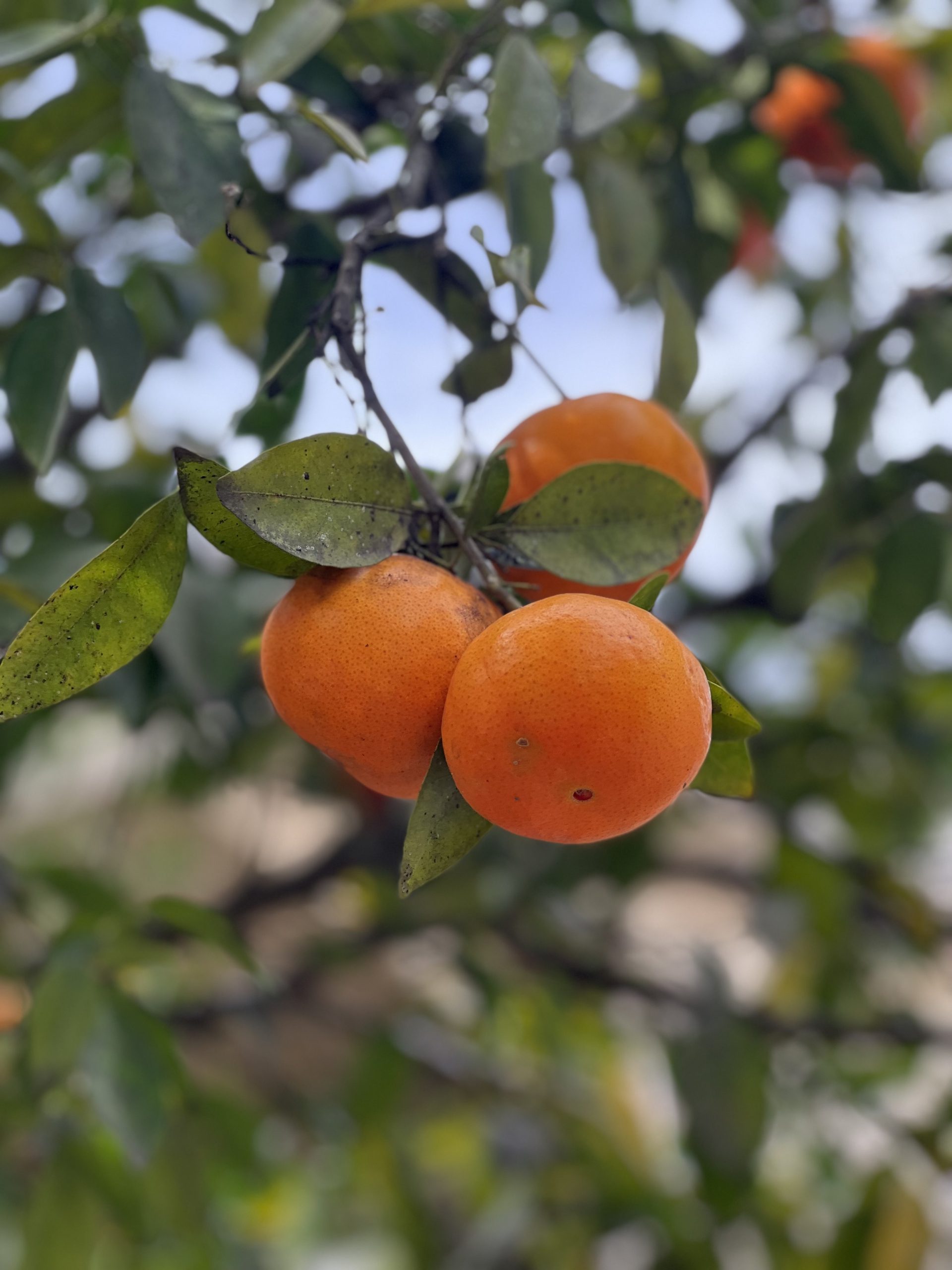 Tangerines