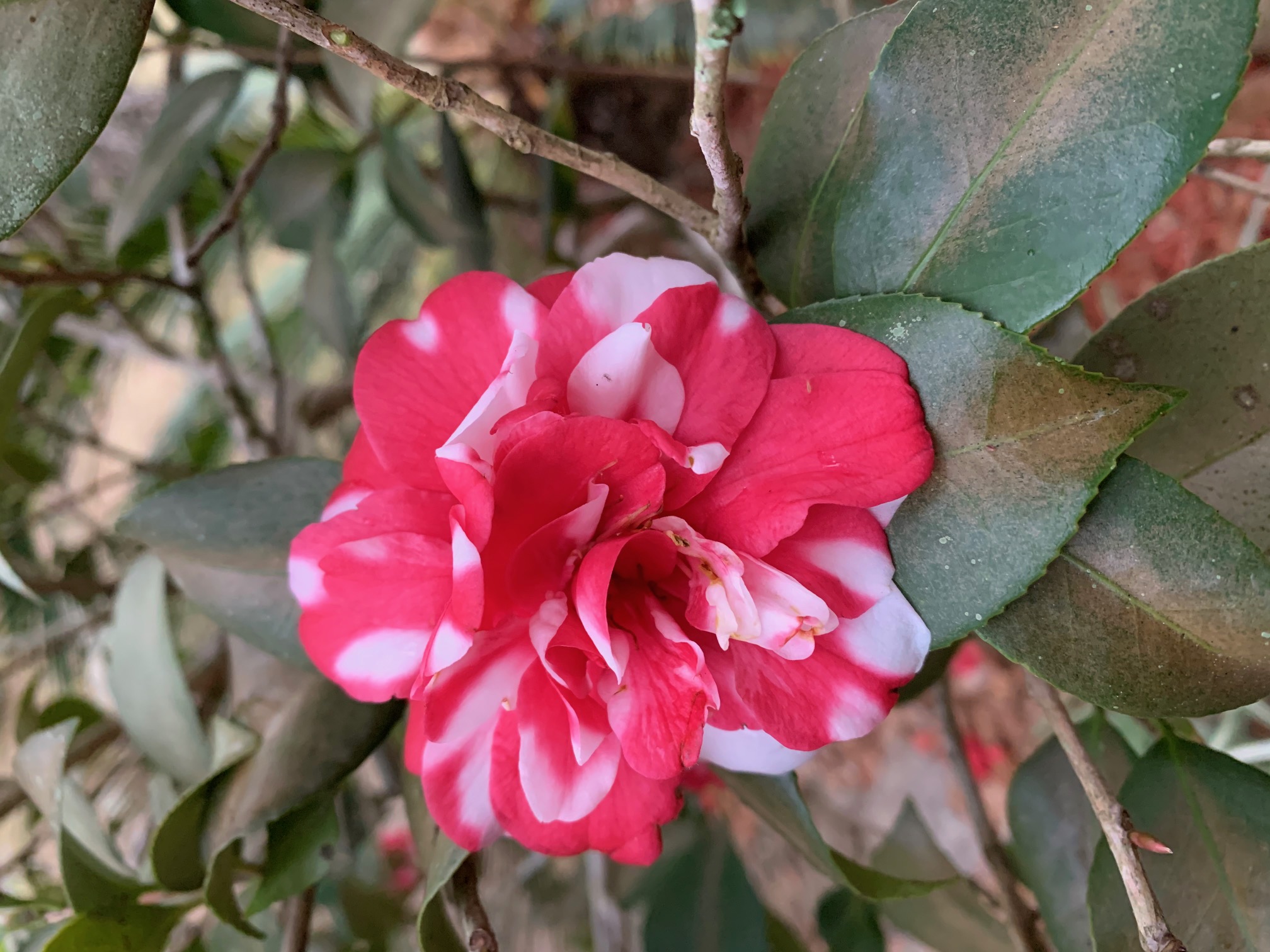flower