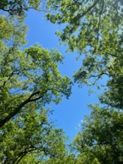 Sky and the tree branches