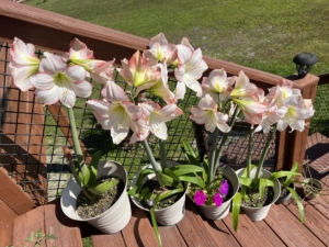 House plants